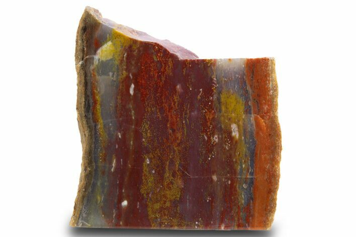 Colorful Polished Petrified Wood Stand Up - Utah #302989